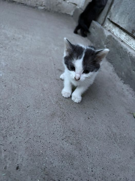 Отдаем котят в добрые руки, уральск