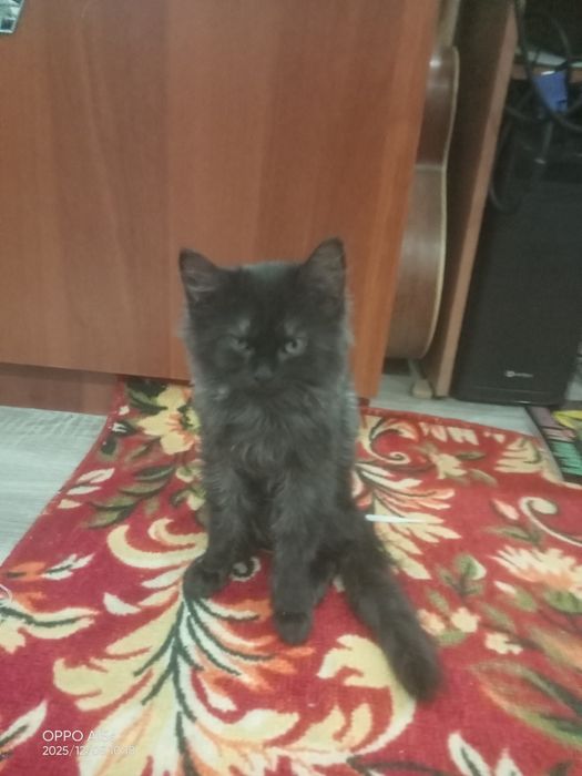 Катёнок одам в хароше руке