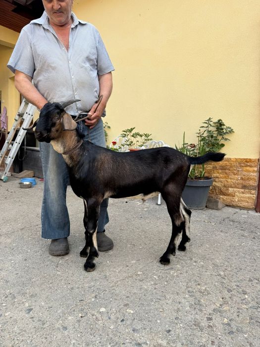 Țap metis anglonubian cu alpină franceză