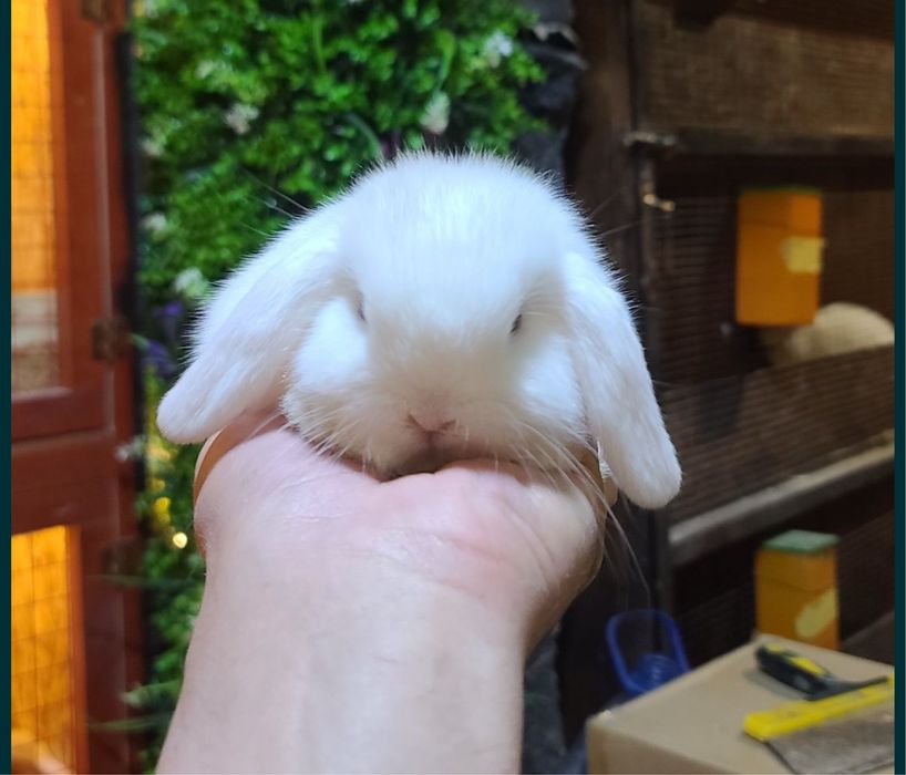 Karlik quyon va qafasini srochni sotilade