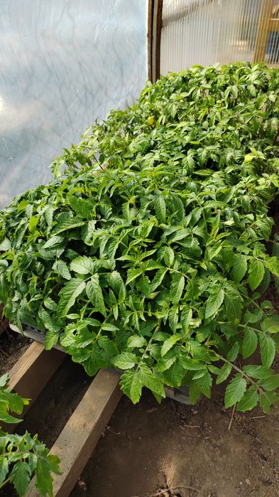 Рассада томатов перца баклажан огурец