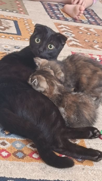 Котята в хорошие руки