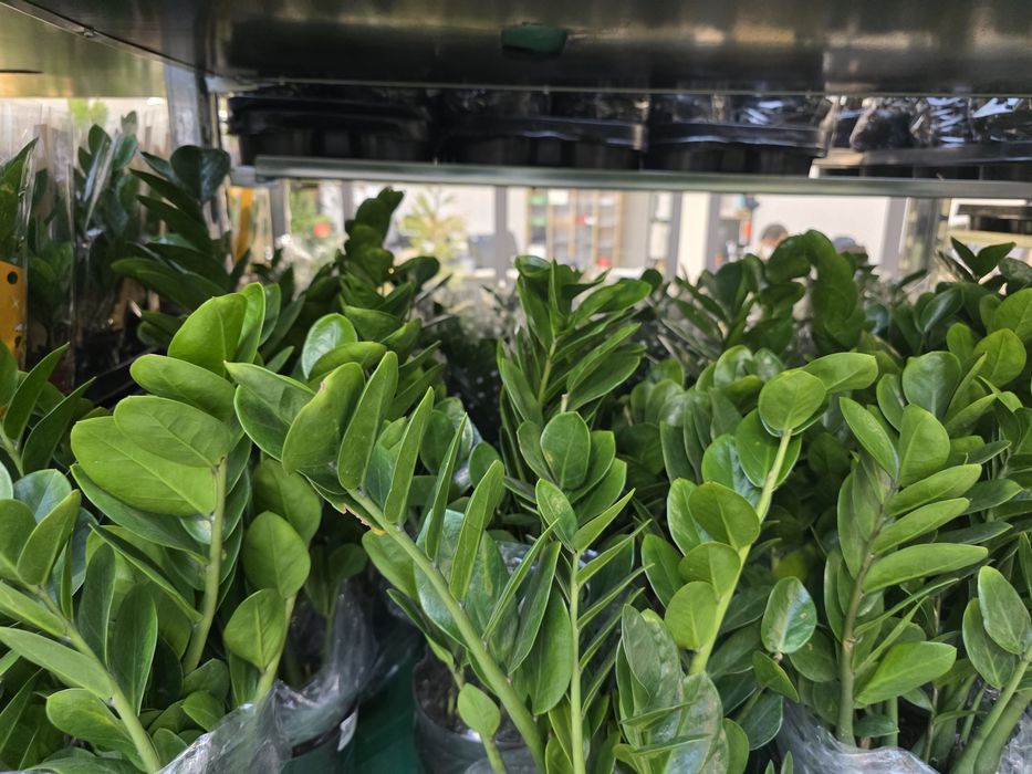 Антуриум !!!  Мужское счастье !