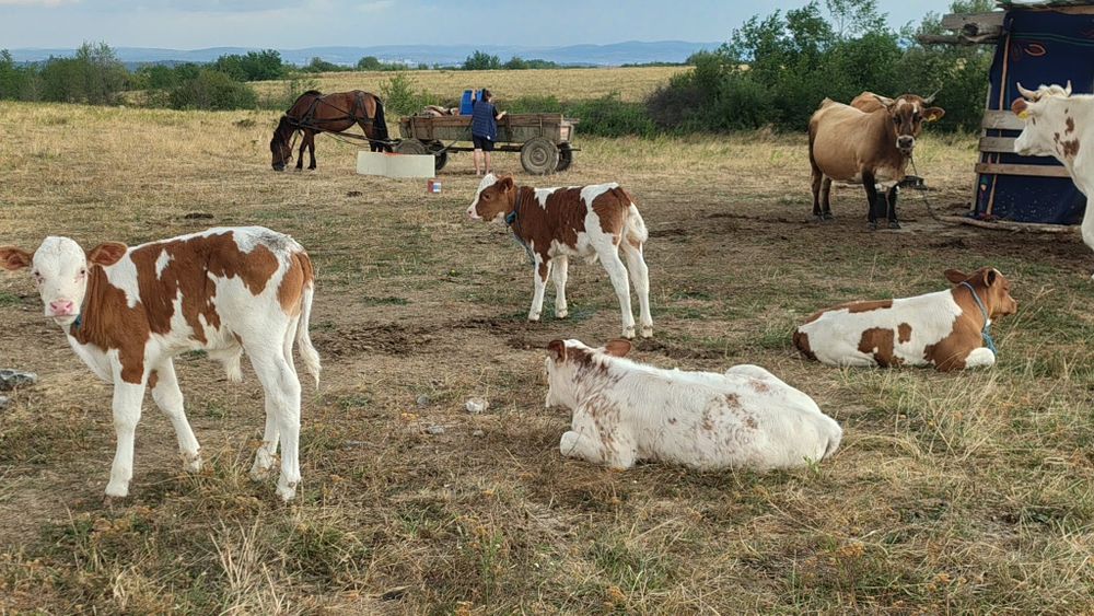 Vând viței !! Comuna Poplaca