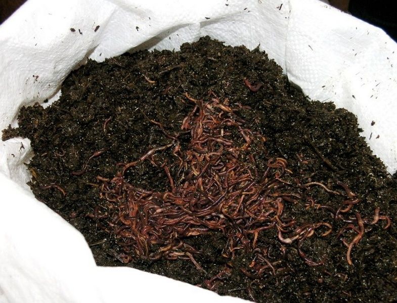 Kaliforniya Qizil yomg'ir chuvalchanglari