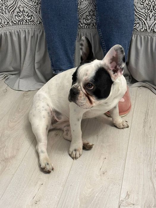 Продаётся французский бульдог 8 месяцев