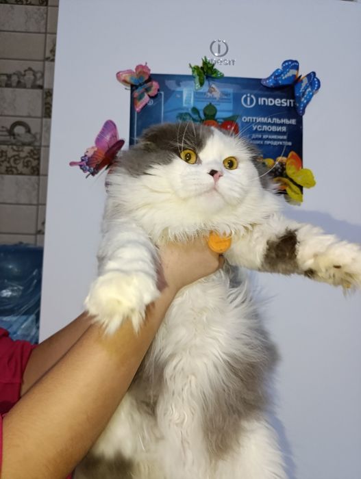 Asal kuyovga kelin kerak