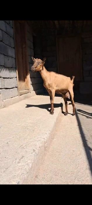 Альпийский жаңа туған ешкі сатылады