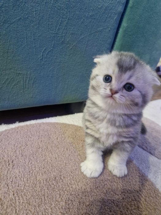 Продам котят шотландский