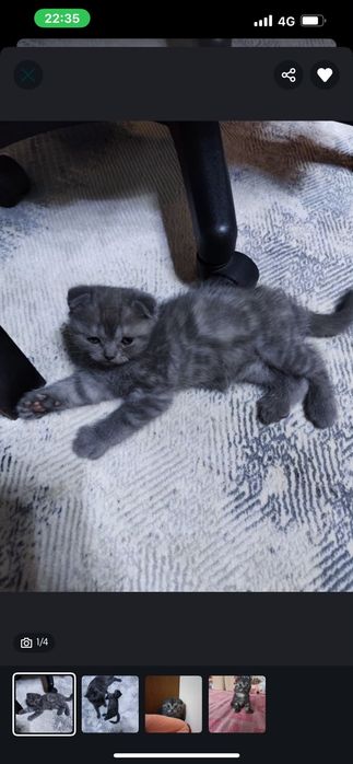 Шотландский вислоухий котенок