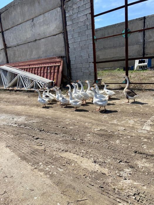 Срочно Гуси молодые, домашние
