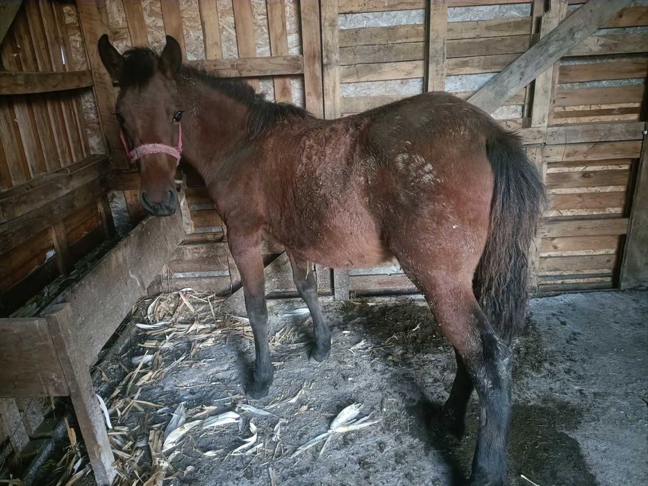 Mânză de 4 luni jumate