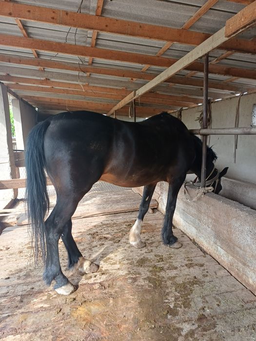 Срочно Айгыр сатылады