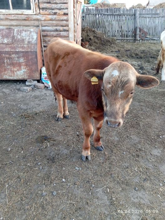 Продам быка, подробности в описании