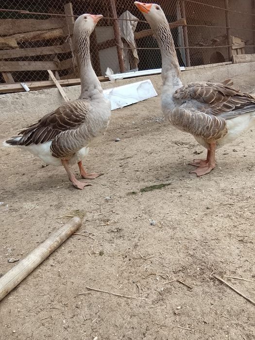 Гуси продам 15000 тг