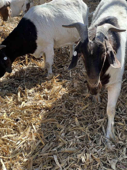 Disponibile capre si iezi din rasa boer !