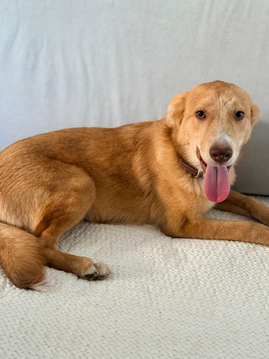 Отдам в добрые руки