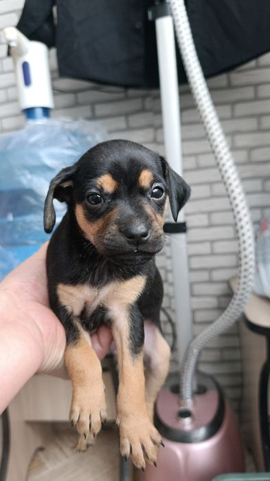 Щенки Той- терьер