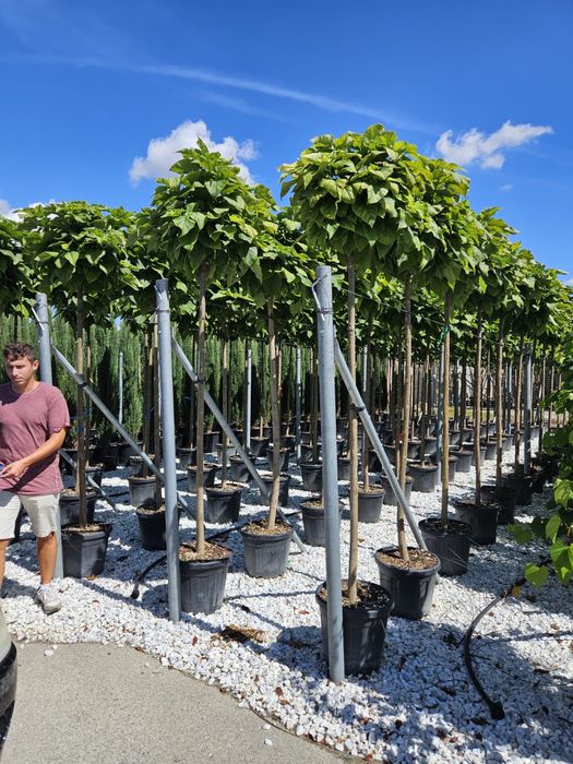 Vindem catalpa de mai multe dimensiuni