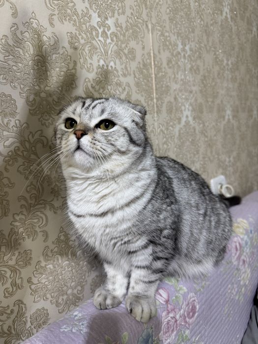 Продается короткошерстый вислоухи кот 8 месяцев