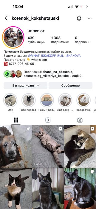 Котята бесплатно
