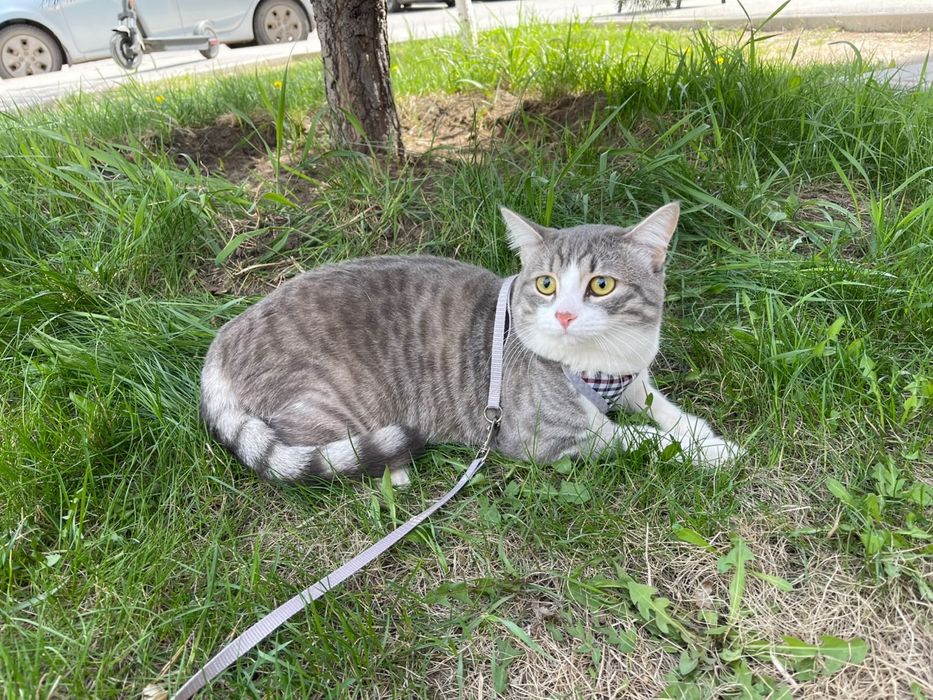 Отдам кота в добрые руки