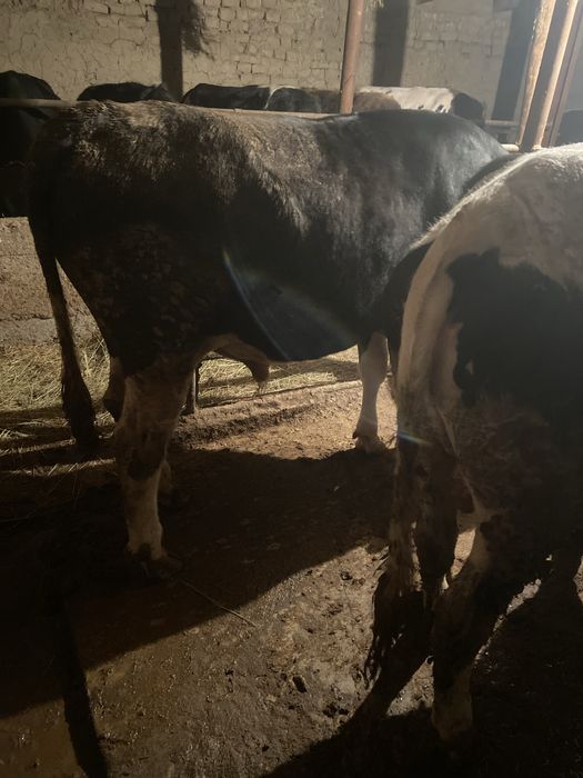 4 бас бука 2 жасар сатылады