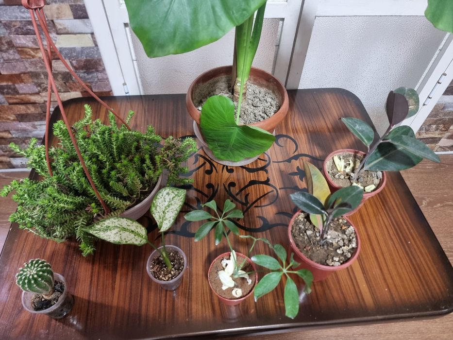 Цена за все 7 шт Хона гуллари Комнатных цветок
Юнусобод 17-кварт