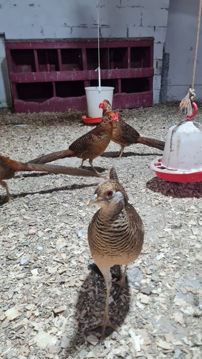 Tineret 2025 Fazan Auriu pe rosu