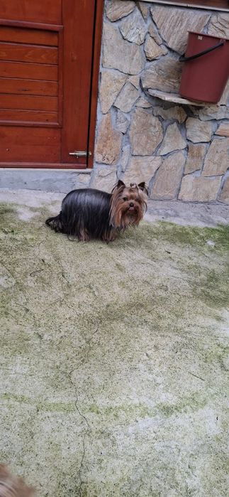 Йоркширкски териер