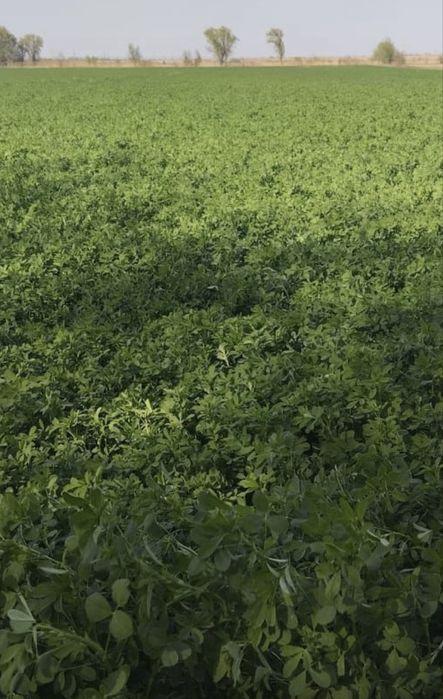 Жоңышқа тұқым. Семена люцерны