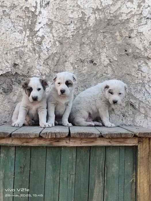 Alabay it bolasi sotiladi erkak narx 700 min zoti toza urgʻochi ham bo