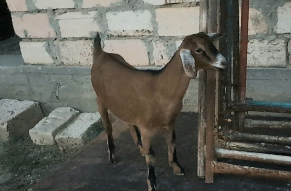 АЛЬПИЙСКИЙ лақ сатылады