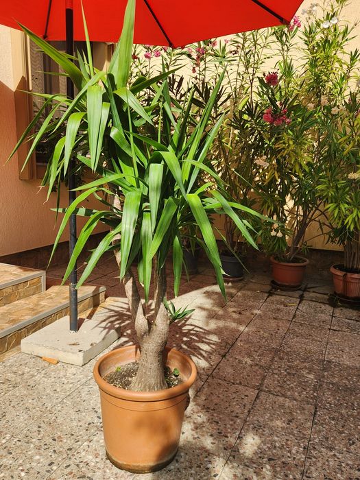 Palmier Yuca ornamental