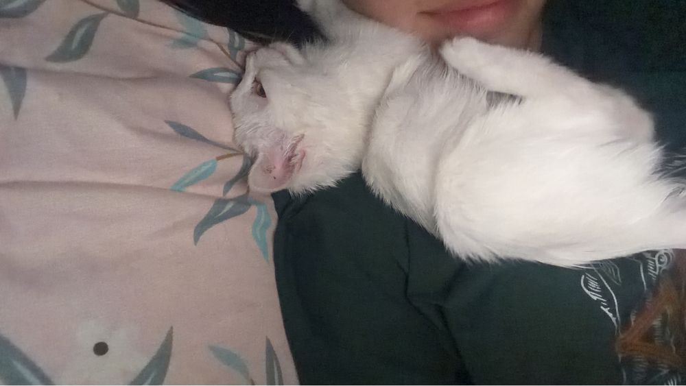 Отдам котёнка в добрые руки