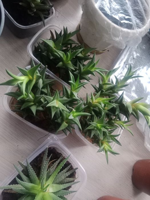 Обмен на другие  цветы.