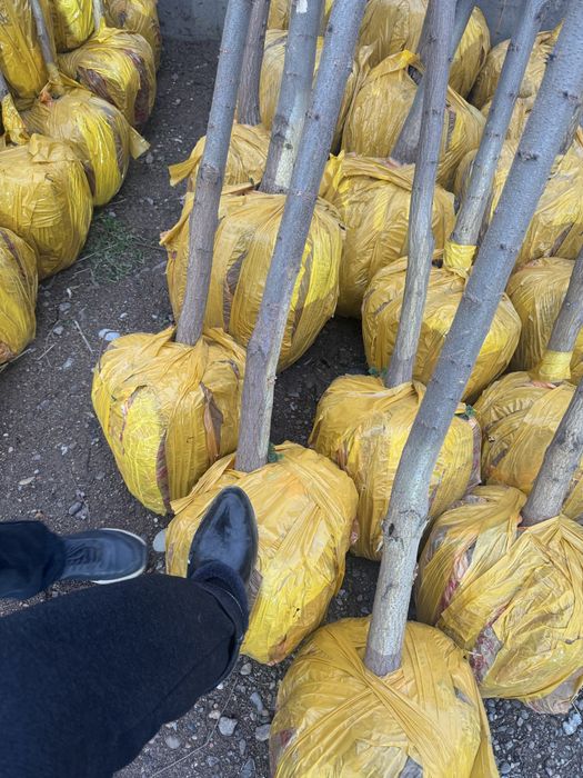 Вяз (карагач) оптом