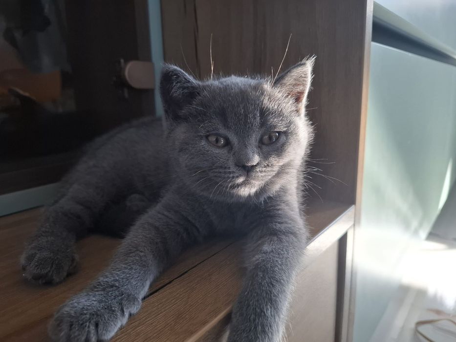 Vând pui pisică British Shorthair