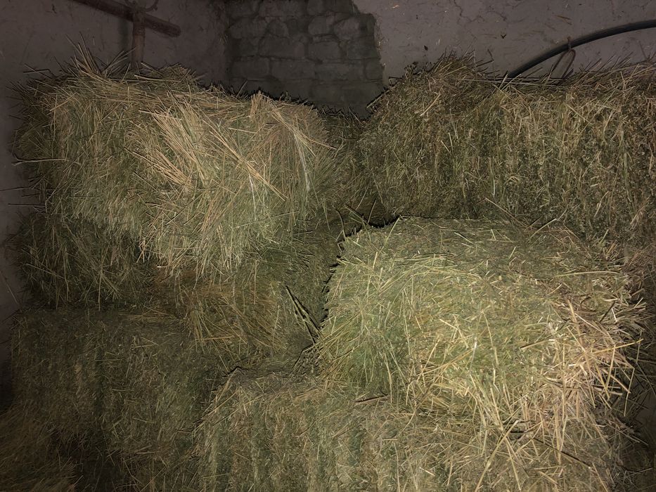 Beda preslar. Ikkinchi õrimdan. Jami 50 ta