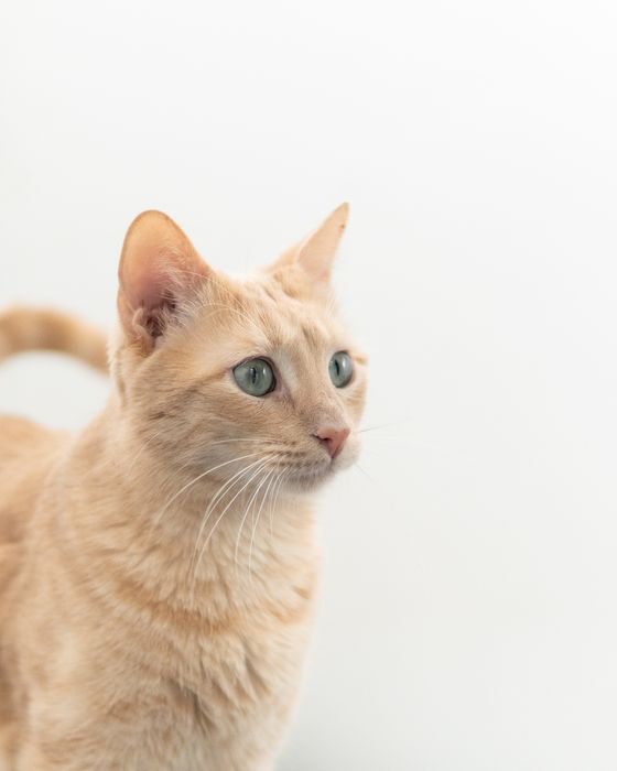 Кроткият Сид търси дом, кастриран