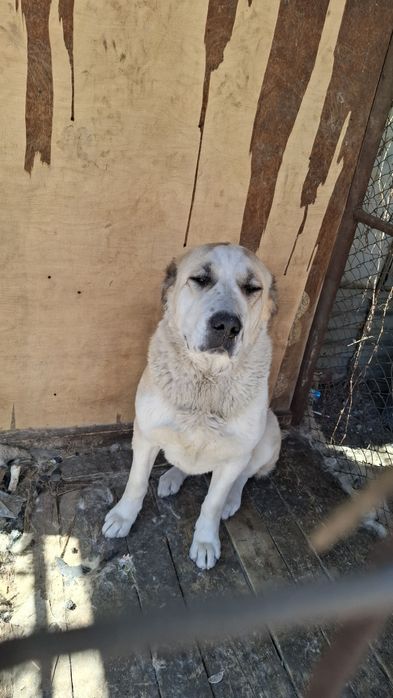 Отдам собаку в хорошие руки