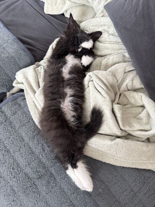 котенок от бобтейла и британца