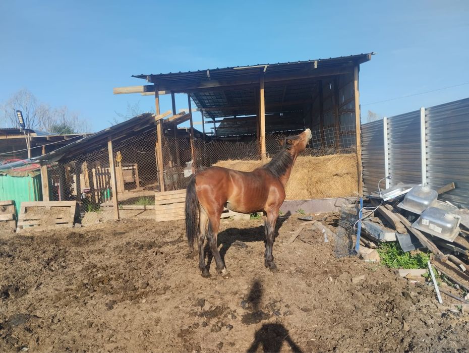Продам жеребчика(тай) англо - араба