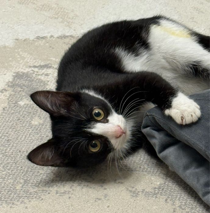 Отдам котенка в добрые руки