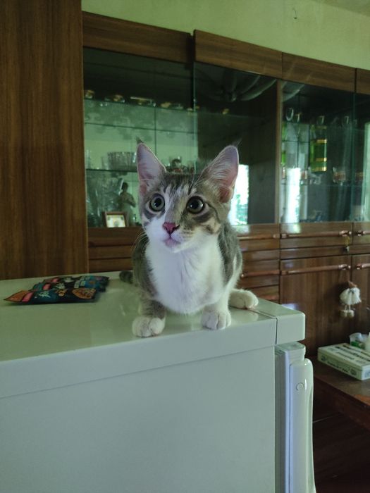 Очаровательный котенок