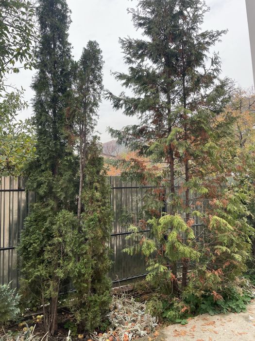 Туи брабант, туи смарагд продам дешево