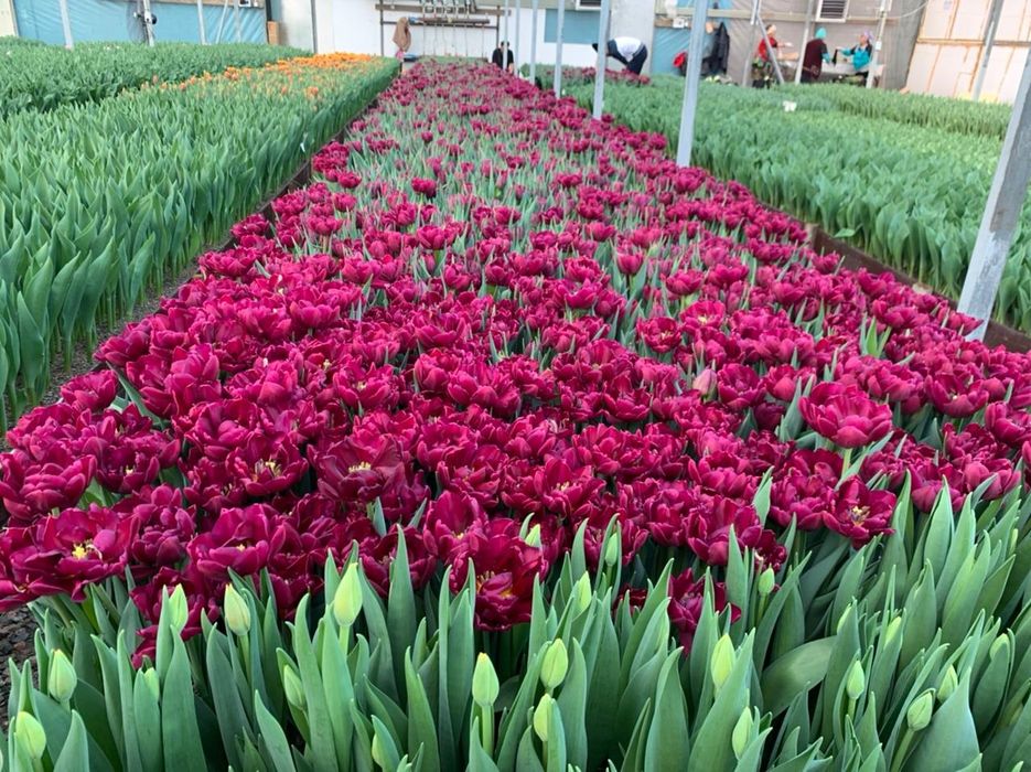 Продам тюльпаны, предзаказ на 8 марта