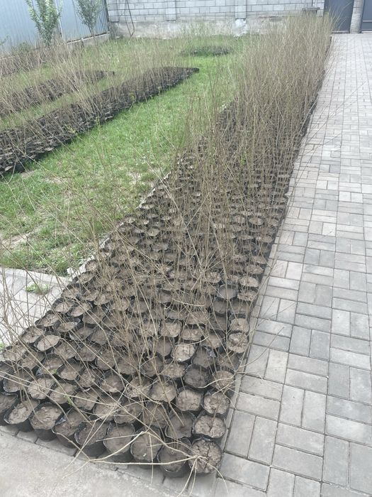 Бирючина для живой изгороди