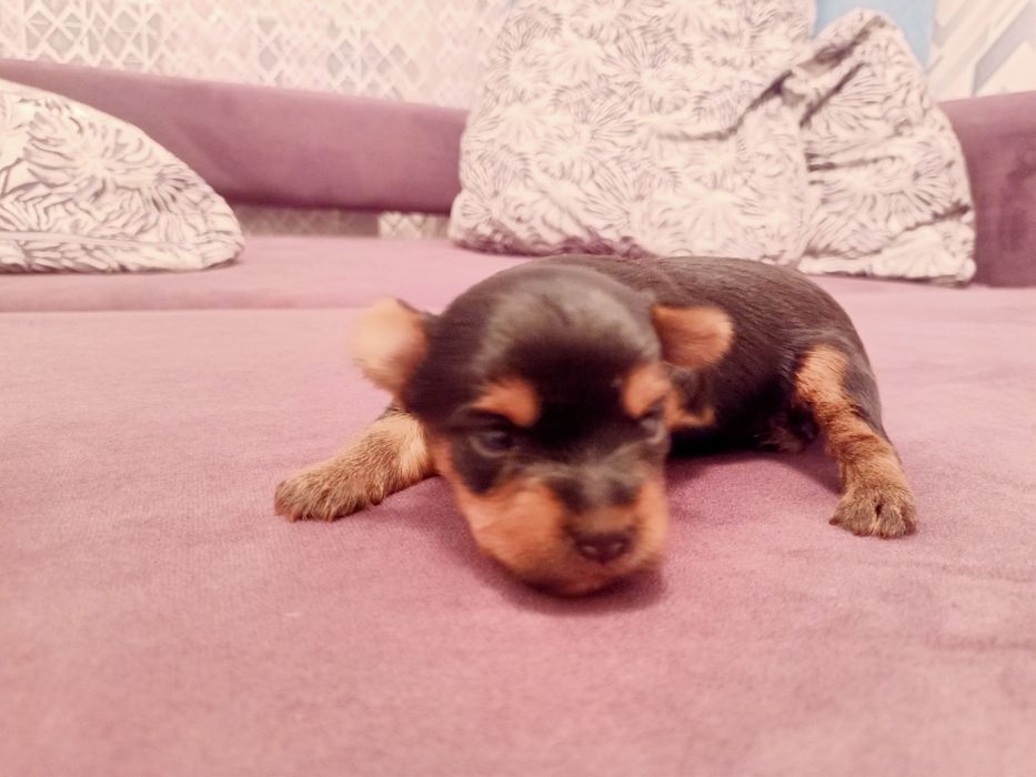 Йоркширский терьер