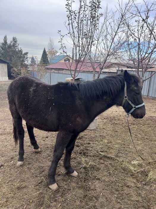 продам жеребчика